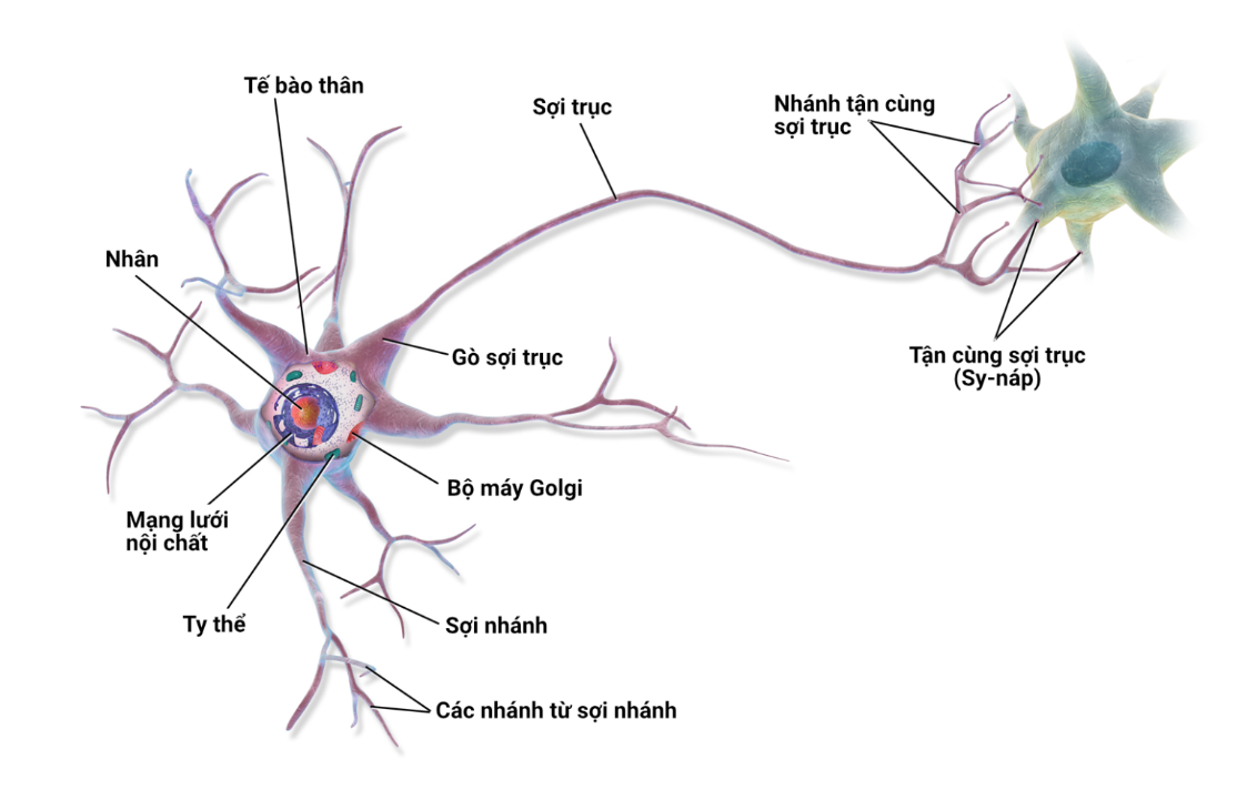 Nơ-ron sinh học